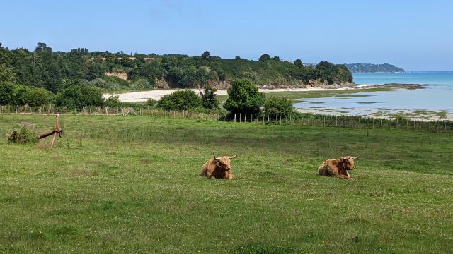 Cancale : Paisibles ruminages